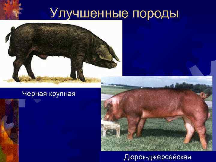 Улучшенные породы Черная крупная Дюрок-джерсейская 