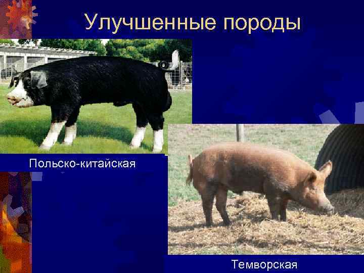 Улучшенные породы Польско-китайская Темворская 