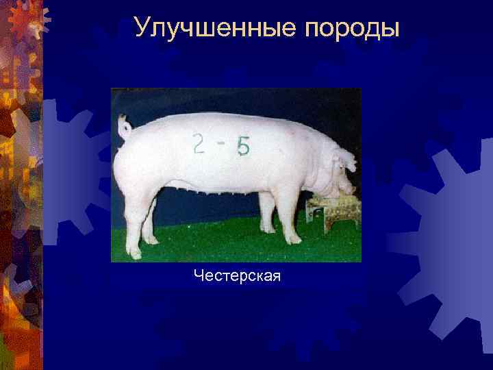 Улучшенные породы Честерская 