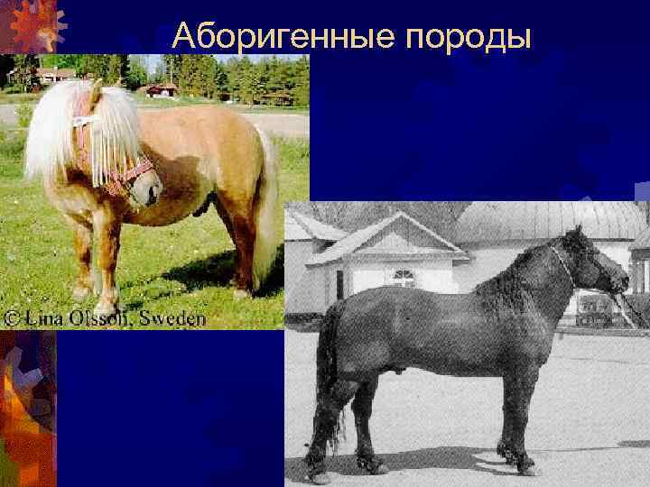 Аборигенные породы 