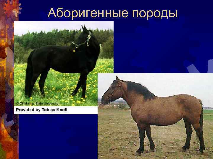 Аборигенные породы 