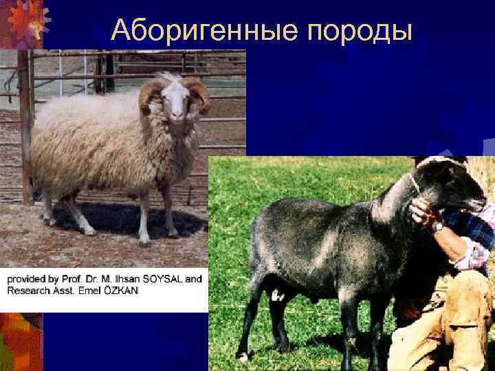 Аборигенные породы 