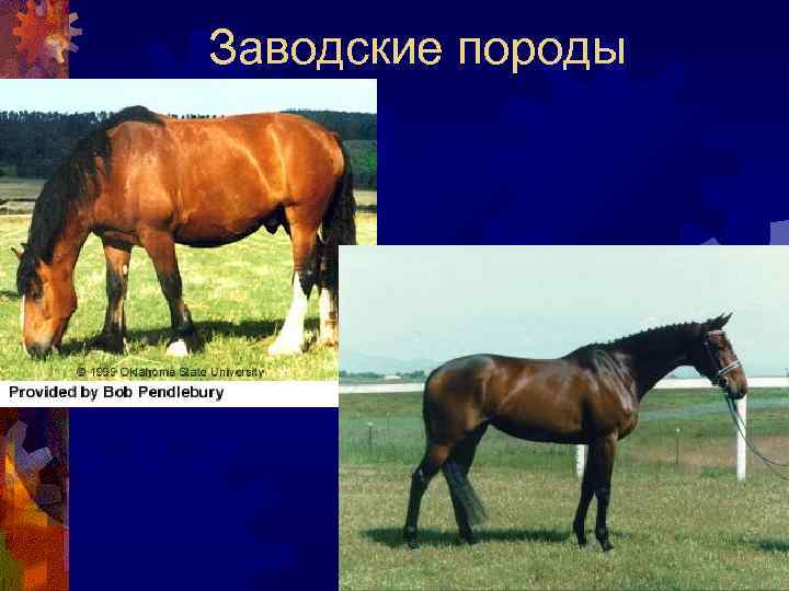 Заводские породы 