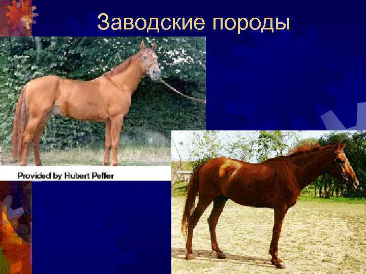 Заводские породы 