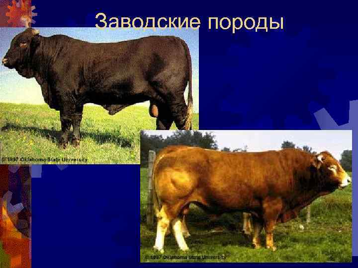 Заводские породы 