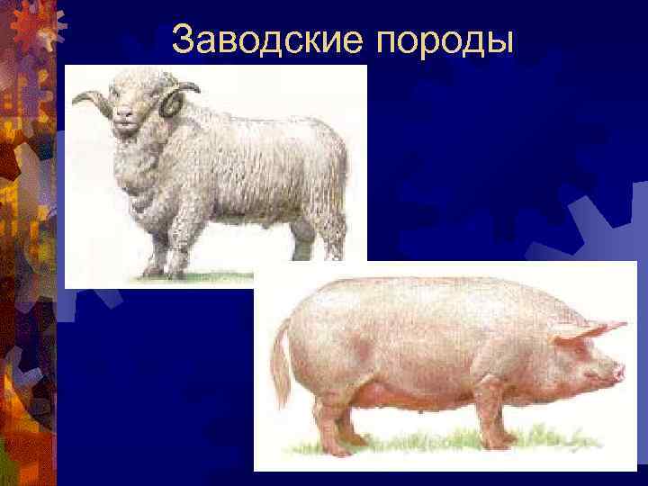 Заводские породы 