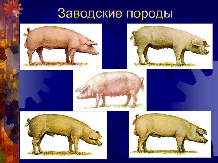 Заводские породы 