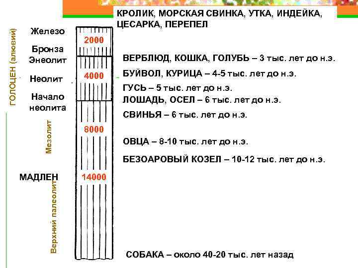 Бронза Энеолит Неолит 2000 ВЕРБЛЮД, КОШКА, ГОЛУБЬ – 3 тыс. лет до н. э.