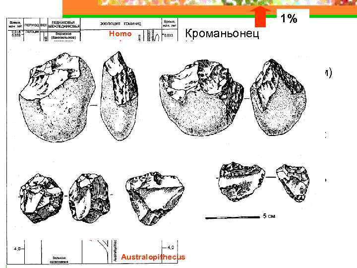 1% Homo sapiens Кроманьонец Неандерталец Синантроп (владел огнем) Australopithecus Homo erectus Питекантроп, гейдельбергский человек