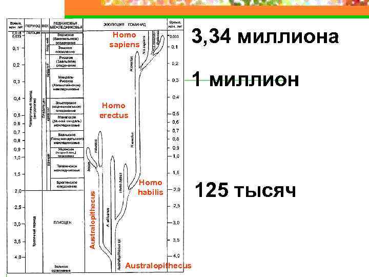 Homo sapiens 3, 34 миллиона 1 миллион Australopithecus Homo erectus Homo habilis Australopithecus 125