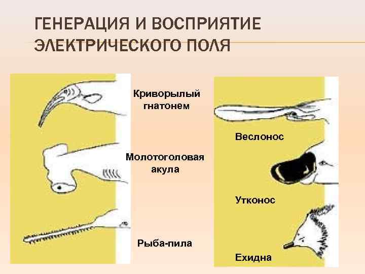 ГЕНЕРАЦИЯ И ВОСПРИЯТИЕ ЭЛЕКТРИЧЕСКОГО ПОЛЯ Криворылый гнатонем Веслонос Молотоголовая акула Утконос Рыба-пила Ехидна 
