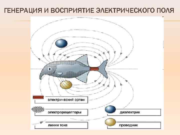 ГЕНЕРАЦИЯ И ВОСПРИЯТИЕ ЭЛЕКТРИЧЕСКОГО ПОЛЯ 