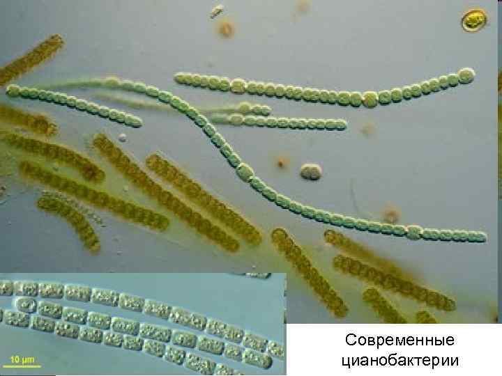 Цианобактерии бациллы. Анабена. Сине зеленые водоросли эубактерия. WNFYK,frnthbb d ghbhjlt. Гриб водоросль цианобактерия
