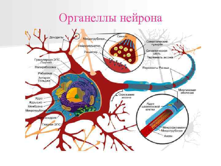 Органеллы нейрона 