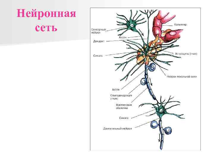 Нейронная сеть 