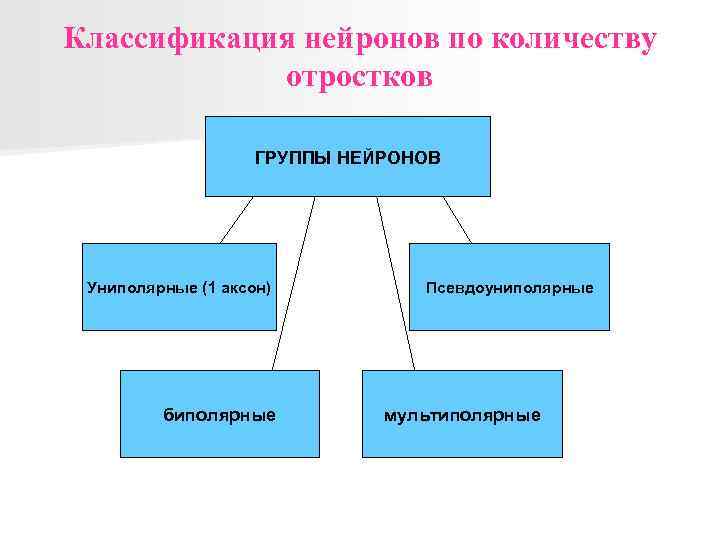 Классификация нейронов по количеству отростков ГРУППЫ НЕЙРОНОВ Униполярные (1 аксон) биполярные Псевдоуниполярные мультиполярные 
