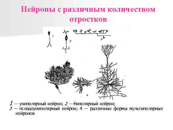 Нейроны с различным количеством отростков 1 — униполярный нейрон; 2 — биполярный нейрон; 3