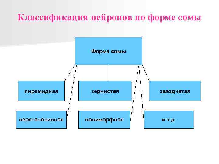 Классификация нейронов по форме сомы Форма сомы пирамидная зернистая веретеновидная полиморфная звездчатая и т.