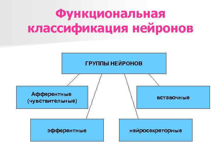 Функциональная классификация нейронов ГРУППЫ НЕЙРОНОВ Афферентные (чувствительные) эфферентные вставочные нейросекреторные 