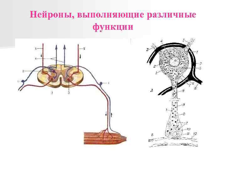 Нейроны, выполняющие различные функции 