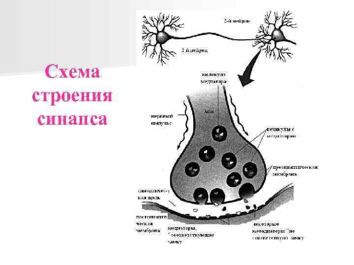 Схема строения синапса 