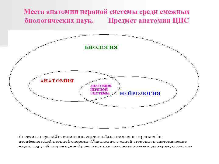 Место анатомии нервной системы среди смежных биологических наук. Предмет анатомии ЦНС 