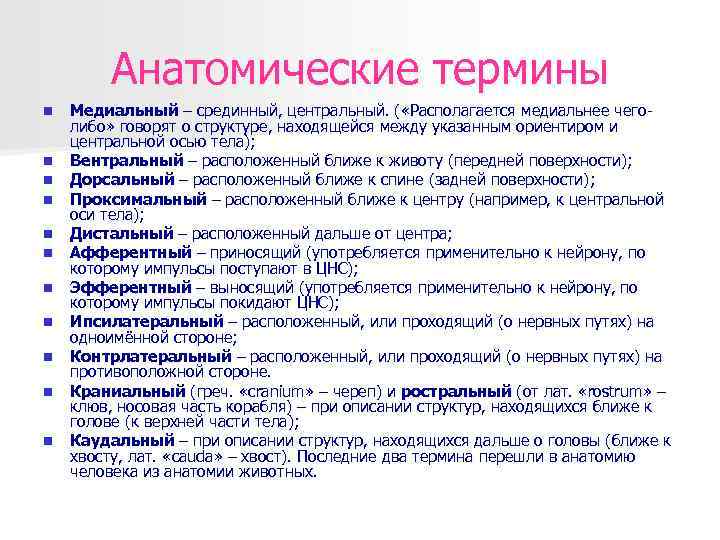 Анатомические термины. Анатомия термины. Анатомическая терминология. Основные понятия в анатомии. Термины по анатомии.