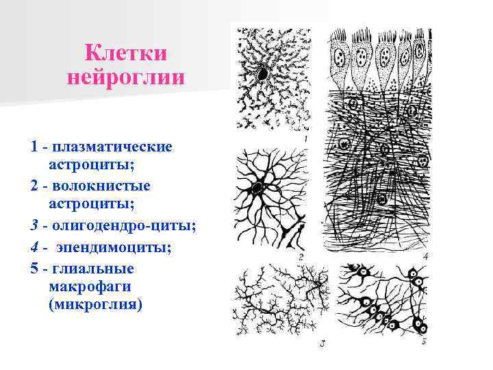 На схеме представлены клетки нейроглии первый тип клетки цилиндрической формы с ресничками