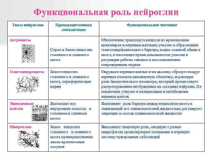 Функциональная роль нейроглии Типы нейроглии Преимущественная локализация Астроциты Серое и белое вещество головного и