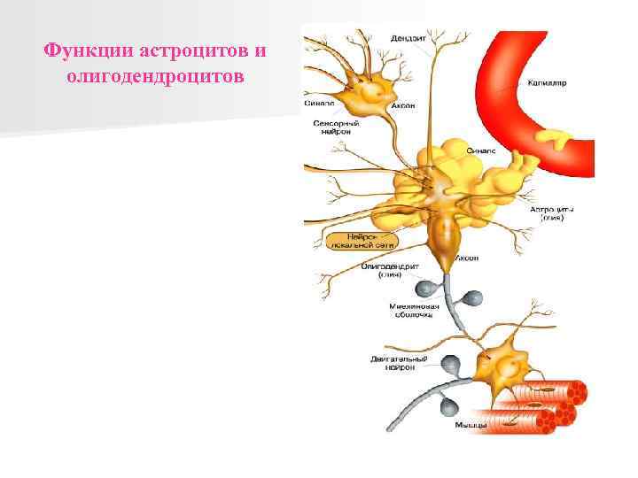 Функции астроцитов и олигодендроцитов 