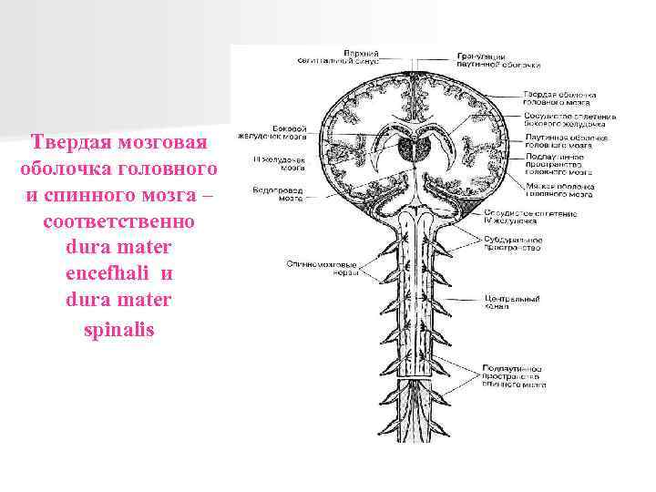 Твердая мозговая оболочка головного и спинного мозга – соответственно dura mater encefhali и dura