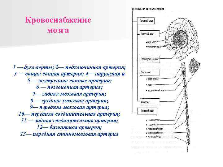 Кровоснабжение мозга 1 — дуга аорты; 2— подключичная артерия; 3 — общая сонная артерия;