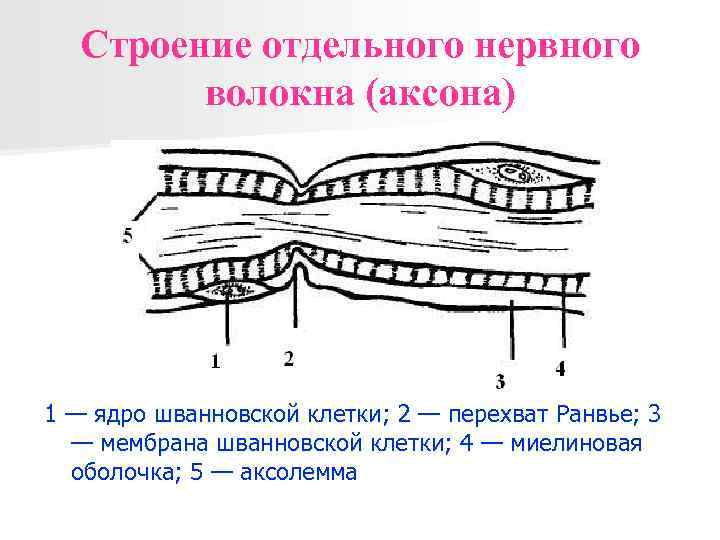 Строение отдельного нервного волокна (аксона) 1 — ядро шванновской клетки; 2 — перехват Ранвье;