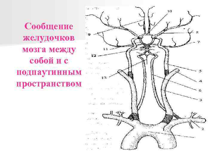 Сообщение желудочков мозга между собой и с подпаутинным пространством 