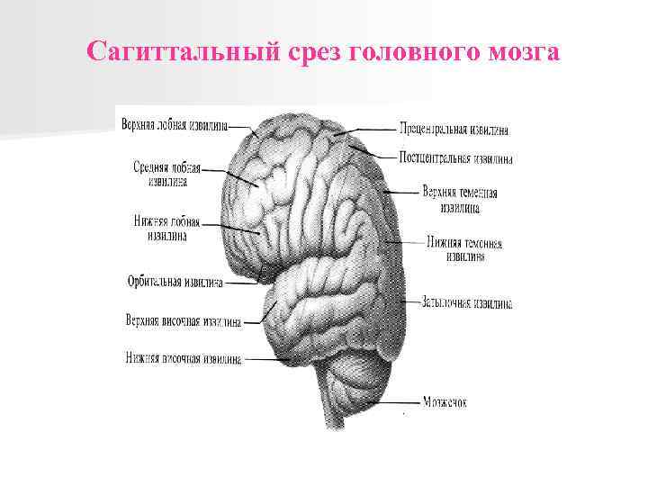 Сагиттальный срез головного мозга 