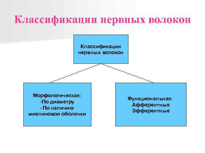 Классификации нервных волокон Морфологическая: -По диаметру - По наличию миелиновой оболочки Функциональная: Афферентные Эфферентные