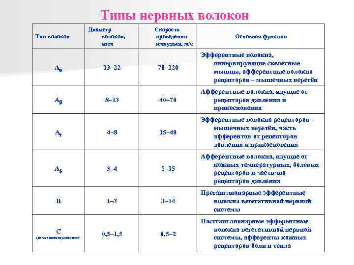 Типы нервных волокон Тип волокон А А В С (немиелинизированные) Диаметр волокон, мкм 13–