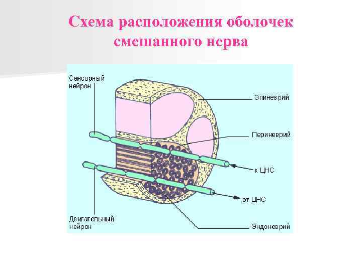 Схема расположения оболочек смешанного нерва 