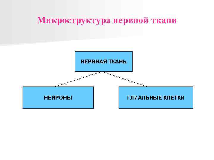 Микроструктура нервной ткани НЕРВНАЯ ТКАНЬ НЕЙРОНЫ ГЛИАЛЬНЫЕ КЛЕТКИ 