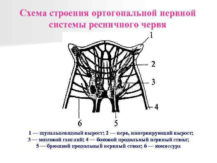 Схема строения ортогональной нервной системы ресничного червя 1 — щупальцевидный вырост; 2 — нерв,