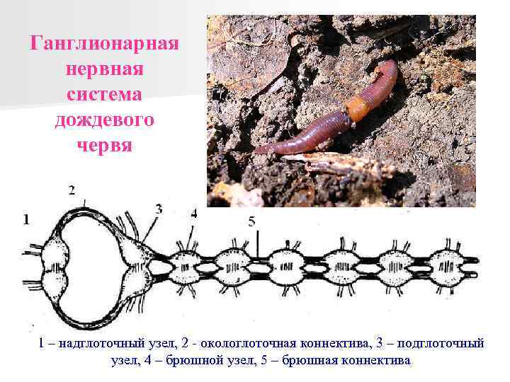 Ганглионарная нервная система дождевого червя 1 – надглоточный узел, 2 - окологлоточная коннектива, 3