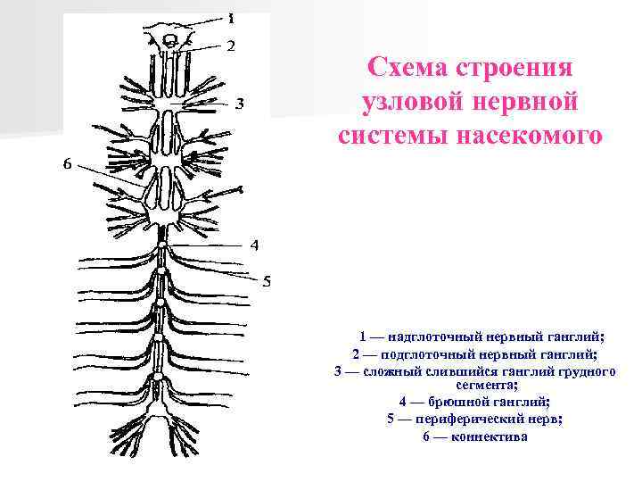 Схема строения узловой нервной системы насекомого 1 — надглоточный нервный ганглий; 2 — подглоточный