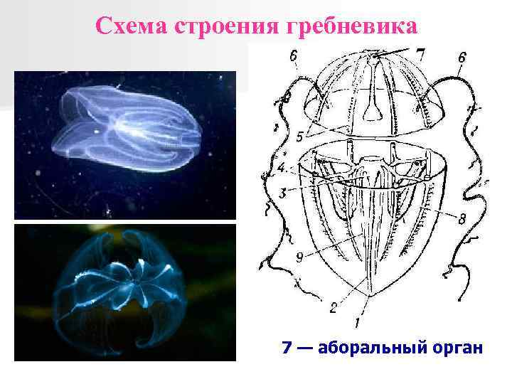 Схема строения гребневика 7 — аборальный орган 