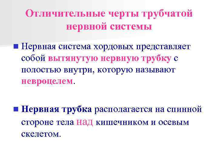 Отличительные черты трубчатой нервной системы n Нервная система хордовых представляет собой вытянутую нервную трубку