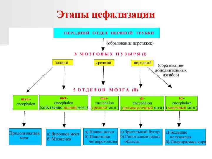 Этапы цефализации 