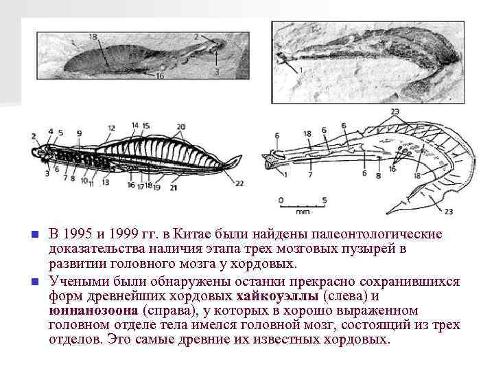 В 1995 и 1999 гг. в Китае были найдены палеонтологические доказательства наличия этапа трех