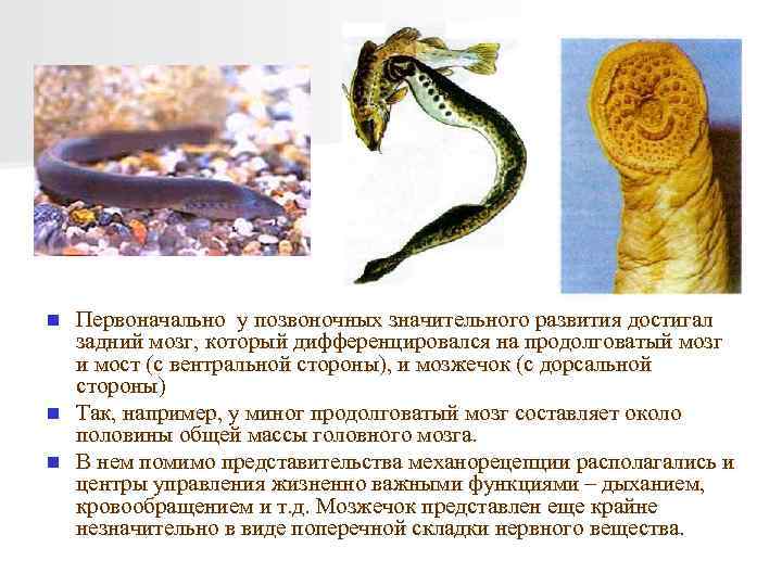 Первоначально у позвоночных значительного развития достигал задний мозг, который дифференцировался на продолговатый мозг и