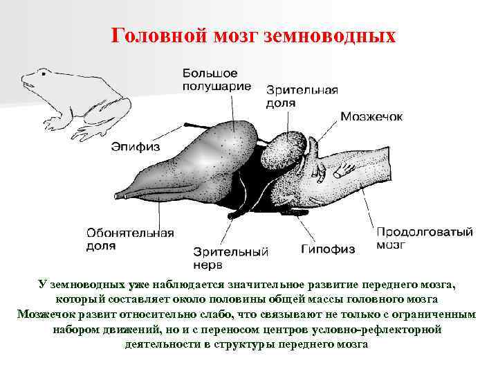 Рисунок мозга земноводных