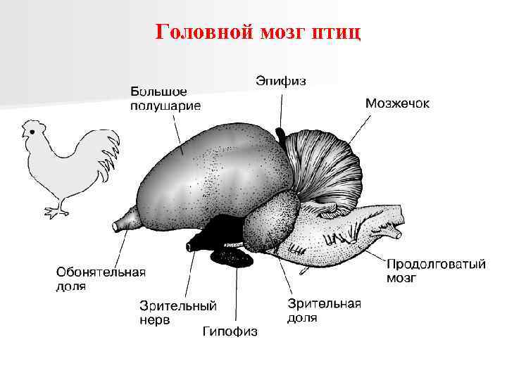 Головной мозг птиц 