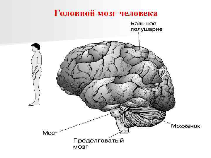 Головной мозг человека 